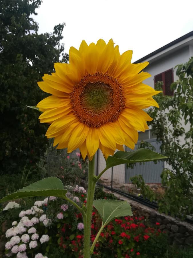 Affitta Camere Casa Delle Rose Villanova Monteleone Zewnętrze zdjęcie